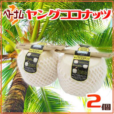 ヤシの実のおすすめ人気商品一覧 通販 - Yahoo!ショッピング
