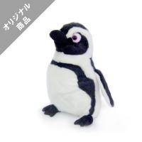 ケープペンギンM | 京都水族館 オンラインショップ