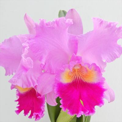 洋ランカトレアのおすすめ人気商品一覧 通販 - Yahoo!ショッピング