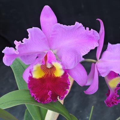 洋ランカトレアのおすすめ人気商品一覧 通販 - Yahoo!ショッピング