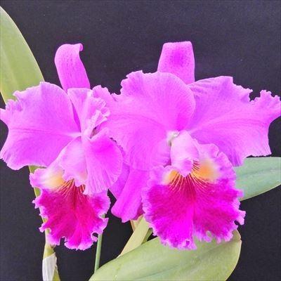 カトレア 花 白（鉢花）｜生花 | 花、ガーデニング のおすすめ人気商品