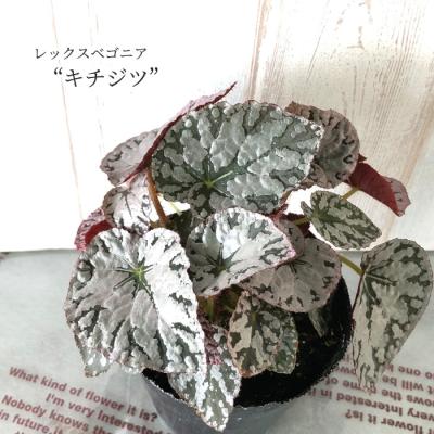 レックスベゴニアレックスのおすすめ人気商品一覧 通販 - Yahoo