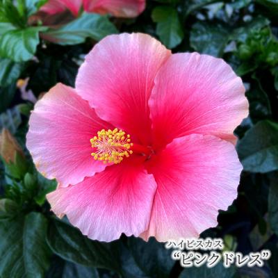 ハイビスカス鉢花ピンク（花、ガーデニング）のおすすめ人気商品一覧