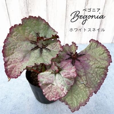 ベゴニア 苗のおすすめ人気商品一覧 通販 - Yahoo!ショッピング