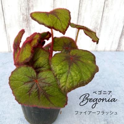 ベゴニアのおすすめ人気商品一覧 通販 - Yahoo!ショッピング
