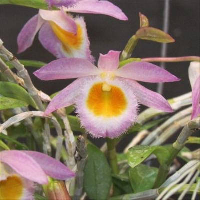 洋ラン 原種デンドロビウム 蕾付き デンドロビウム 原種のおすすめ人気商品一覧 通販 - Yahoo!ショッピング