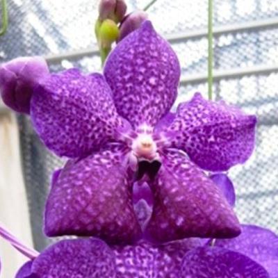 バンダ苗（苗）（花種類：蘭） | 花、ガーデニング のおすすめ