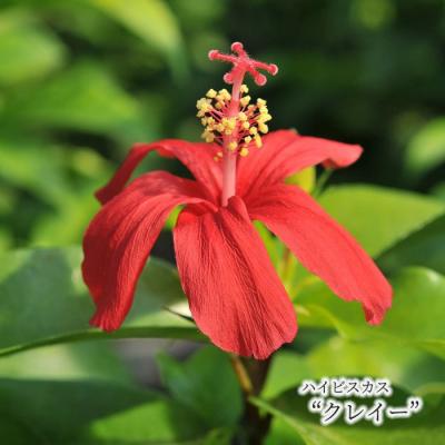ハイビスカス 商品一覧 - レイテストプランツ - 売れ筋通販 - Yahoo