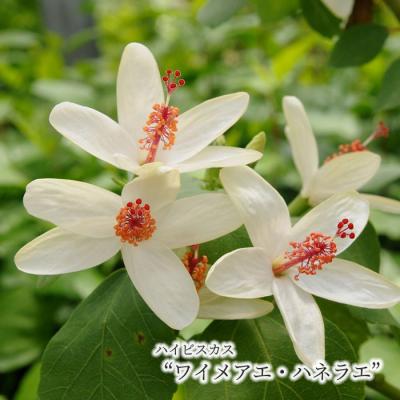 大輪 ハイビスカス苗のおすすめ人気商品一覧 通販 - Yahoo!ショッピング