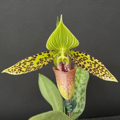 パフィオペディラム Paph. Johanna Burkhardt 洋ラン 特価 ラン パフィオペディラム