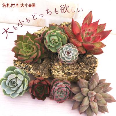 多肉植物 エケベリア エレガンスのおすすめ人気商品一覧 通販 - Yahoo