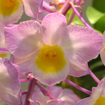 洋ラン 原種デンドロビウム 蕾付き 楽天市場】洋ラン【開花見込株】デンドロビウム パシフィラム 板付き