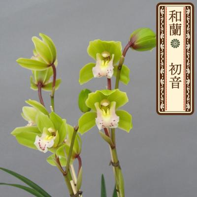 原色　東洋ラン　箱付 商品 | ページ 3 | 東洋蘭専門店 京都蘭センター｜オンライン