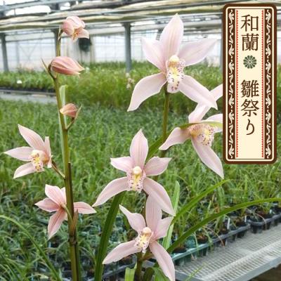 原色　東洋ラン　箱付 商品 | ページ 3 | 東洋蘭専門店 京都蘭センター｜オンライン
