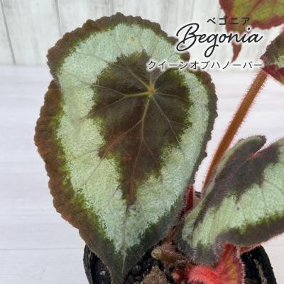 green bottle❣️Begonia ベゴニアおまとめ green bottle❣️Begonia ベゴニアおまとめ Sorry it's too cute