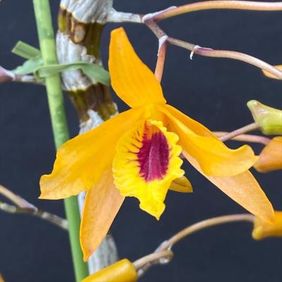 デンドロビウム 原種のおすすめ人気商品一覧 通販 - Yahoo!ショッピング