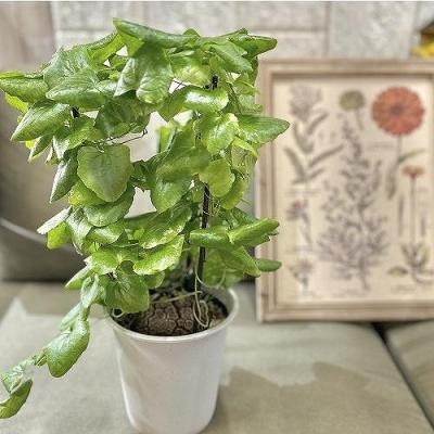 亀甲竜のおすすめ人気商品一覧 通販 - Yahoo!ショッピング