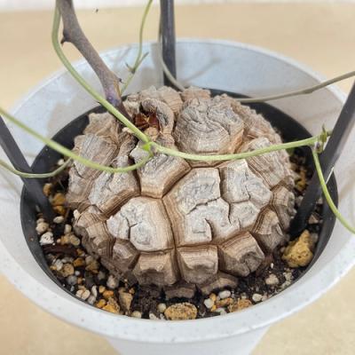 『大株ワイルド亀甲龍』 Amazon.co.jp: 塊根植物 亀甲竜 1株 / 国華園 25年秋商品 : DIY