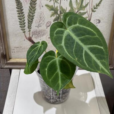 アンスリウム 原種（観葉植物） | 花、ガーデニング のおすすめ人気