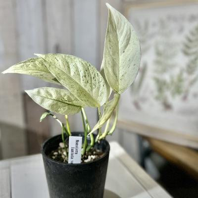 植物 斑入りモンステラの商品一覧 通販 - Yahoo!ショッピング 植物 斑入りモンステラの商品一覧 通販 - Yahoo!ショッピング