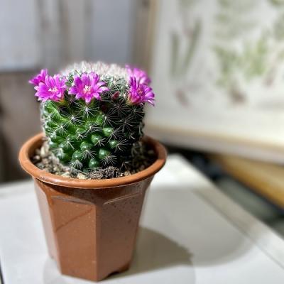 花サボテン(Saboten/サボテン、多肉植物)の商品一覧 | 花 花サボテン(Saboten/サボテン、多肉植物)の商品一覧 | 花