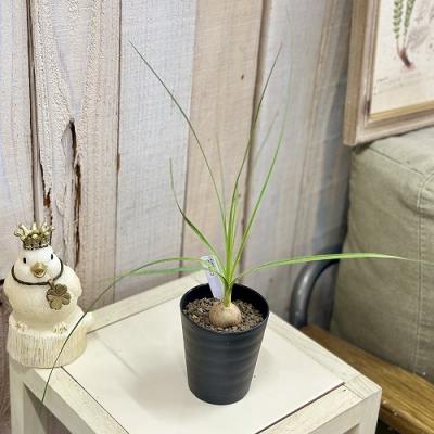 トックリランのおすすめ人気ランキングTOP100 - Yahoo!ショッピング