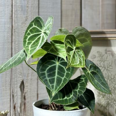 アンスリウムのおすすめ人気商品一覧 通販 - Yahoo!ショッピング