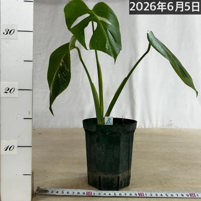 モンステラ ホワイトタイガー（花、ガーデニング）のおすすめ人気商品