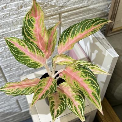 アグラオネマ(観葉植物)の商品一覧 | 花、ガーデニング 通販 アグラオネマ(観葉植物)の商品一覧 | 花、ガーデニング 通販