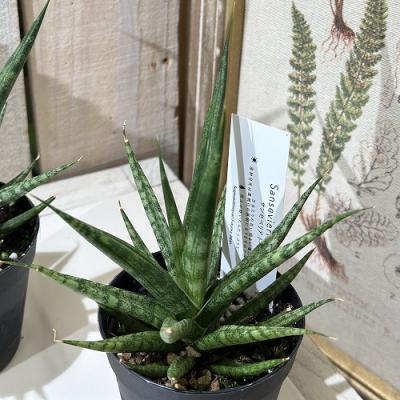 サンスベリア 希少（サボテン、多肉植物） | 花、ガーデニング の
