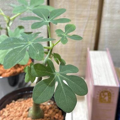 アデニアグラウカのおすすめ人気商品一覧 通販 - Yahoo!ショッピング