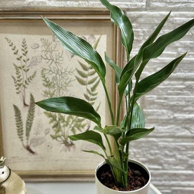 ストレリチア ノンリーフ（観葉植物） | 花、ガーデニング のおすすめ