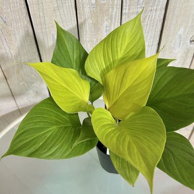 ホマロメナのおすすめ人気商品一覧 通販 - Yahoo!ショッピング