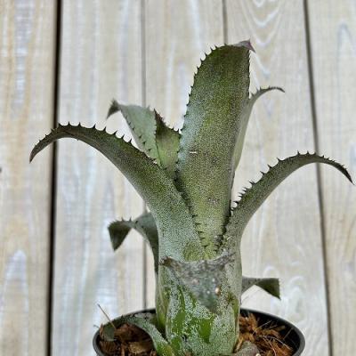 タンクブロメリア まとめ売り！引き取り限定 タンク ブロメリア（観葉植物） | 花、ガーデニング のおすすめ人気
