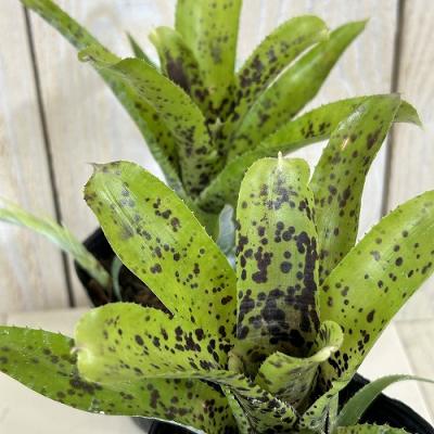 タンクブロメリア（観葉植物） | 花、ガーデニング のおすすめ人気商品