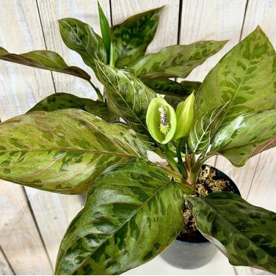 アグラオネマ ピクタム（観葉植物） | 花、ガーデニング のおすすめ