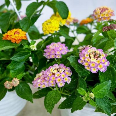 ランタナ（花、ガーデニング）のおすすめ人気商品一覧 通販 - Yahoo