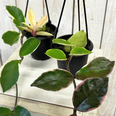 サクララン ホヤ（花、ガーデニング）のおすすめ人気商品一覧 通販
