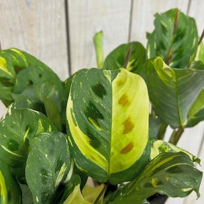 斑入り 植物（観葉植物） | 花、ガーデニング のおすすめ人気商品一覧