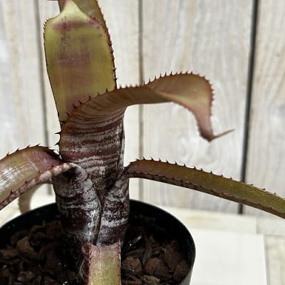 タンク ブロメリアの商品一覧 通販 - Yahoo!ショッピング