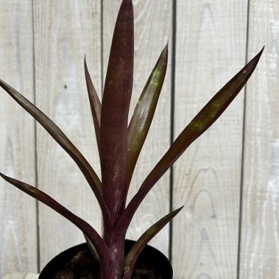 タンク ブロメリア（観葉植物） | 花、ガーデニング のおすすめ人気