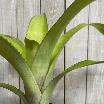 タンク ブロメリア（観葉植物） | 花、ガーデニング のおすすめ人気