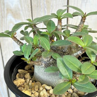 コーデックスアデニウム（花、ガーデニング）のおすすめ人気商品一覧