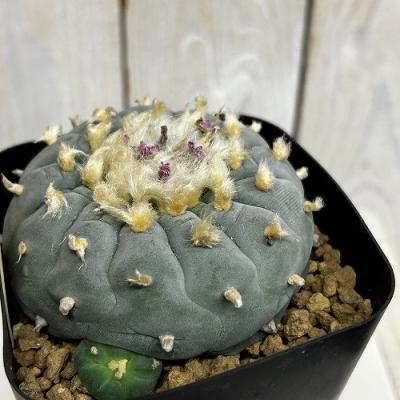 ロフォフォラの商品一覧 通販 - Yahoo!ショッピング
