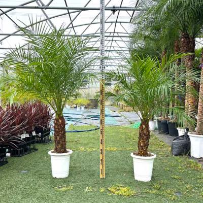 カナリーヤシのおすすめ人気商品一覧 通販 - Yahoo!ショッピング