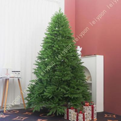 モミの木 本物（苗木、植木） | 花、ガーデニング の商品一覧 通販