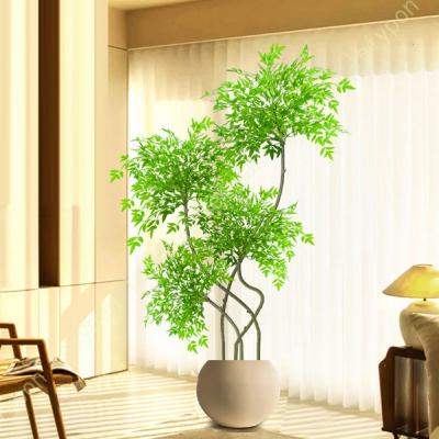 観葉植物 パキラ 180cm（花、ガーデニング）のおすすめ人気商品一覧