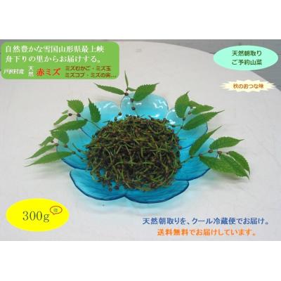 ミズ 山菜の商品一覧 通販 - Yahoo!ショッピング ミズ 山菜の商品一覧 通販 - Yahoo!ショッピング