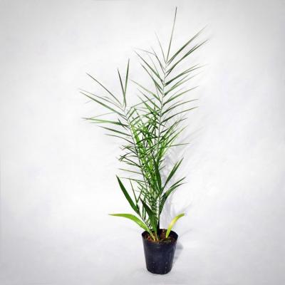 デーツ（苗木、植木） | 花、ガーデニング のおすすめ人気商品一覧