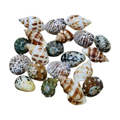 ヤドカリ 貝殻のおすすめ人気商品一覧 通販 - Yahoo!ショッピング